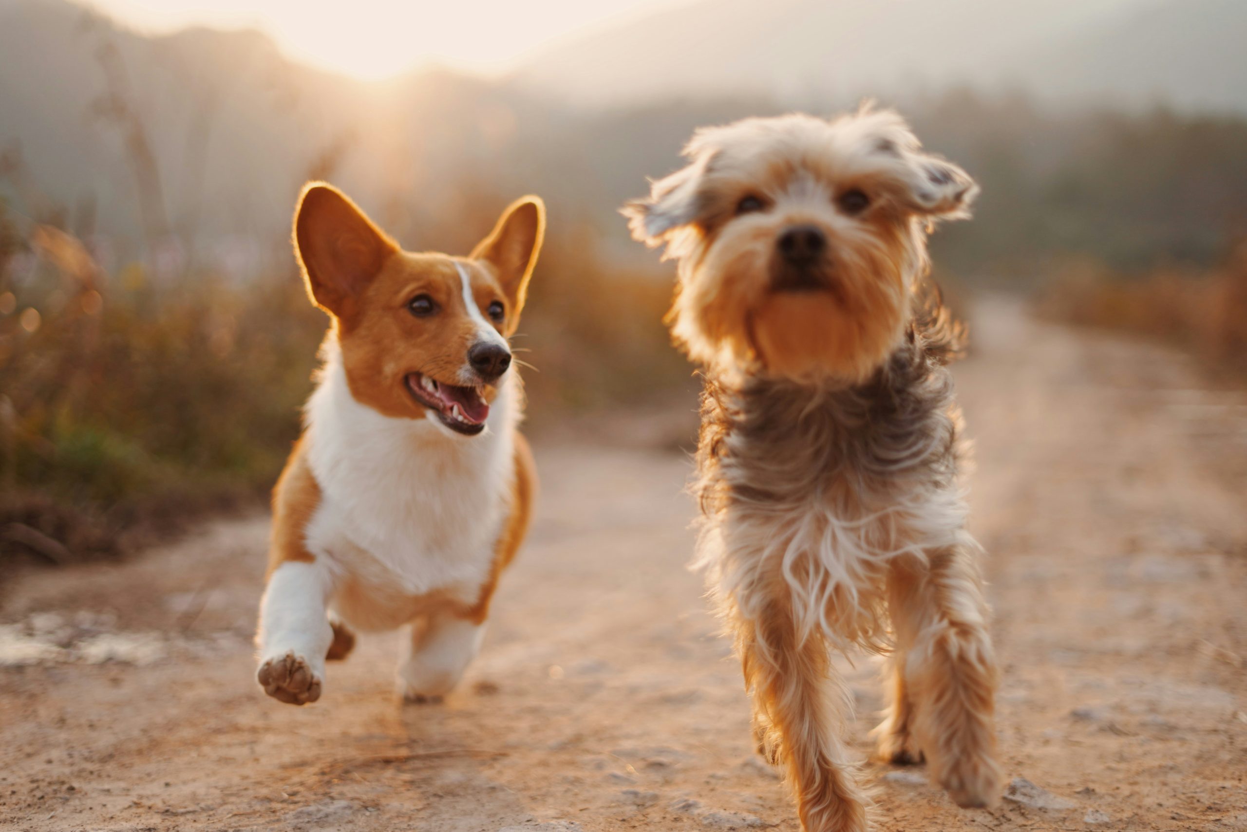Petfriendly2-scaled