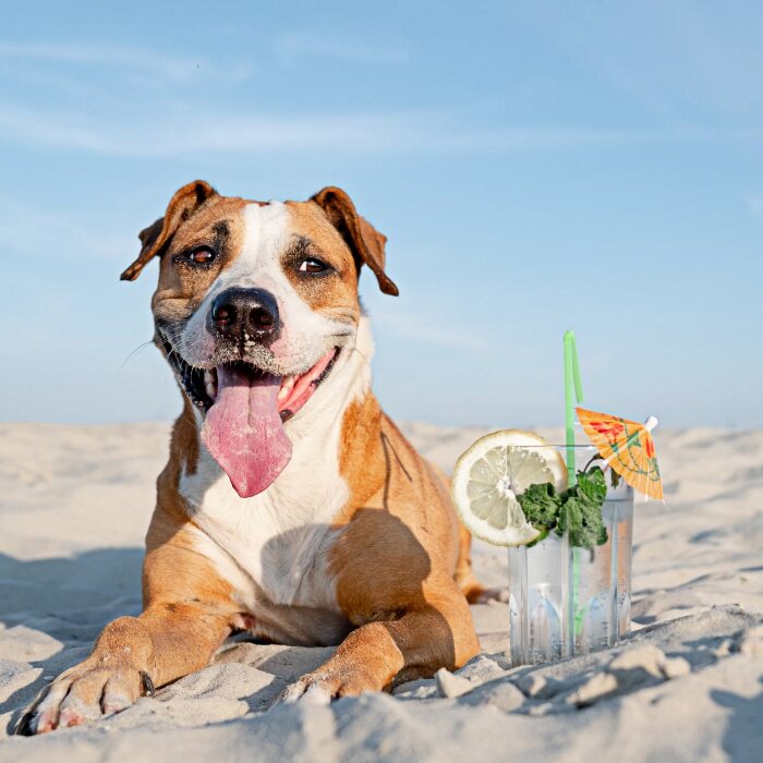 Pet-Friendly-700 Pet-Friendly