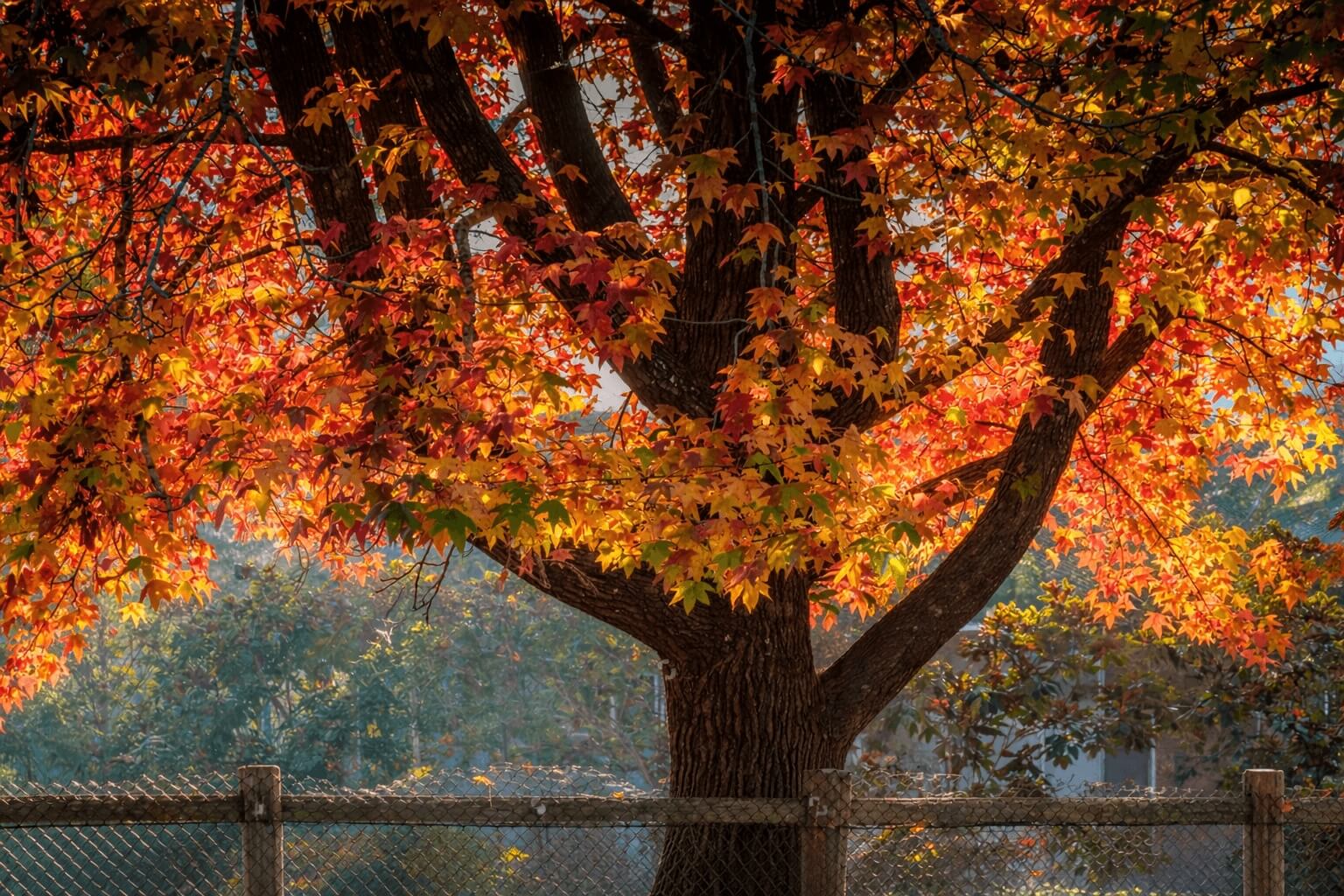 Autumn Hues Holgate