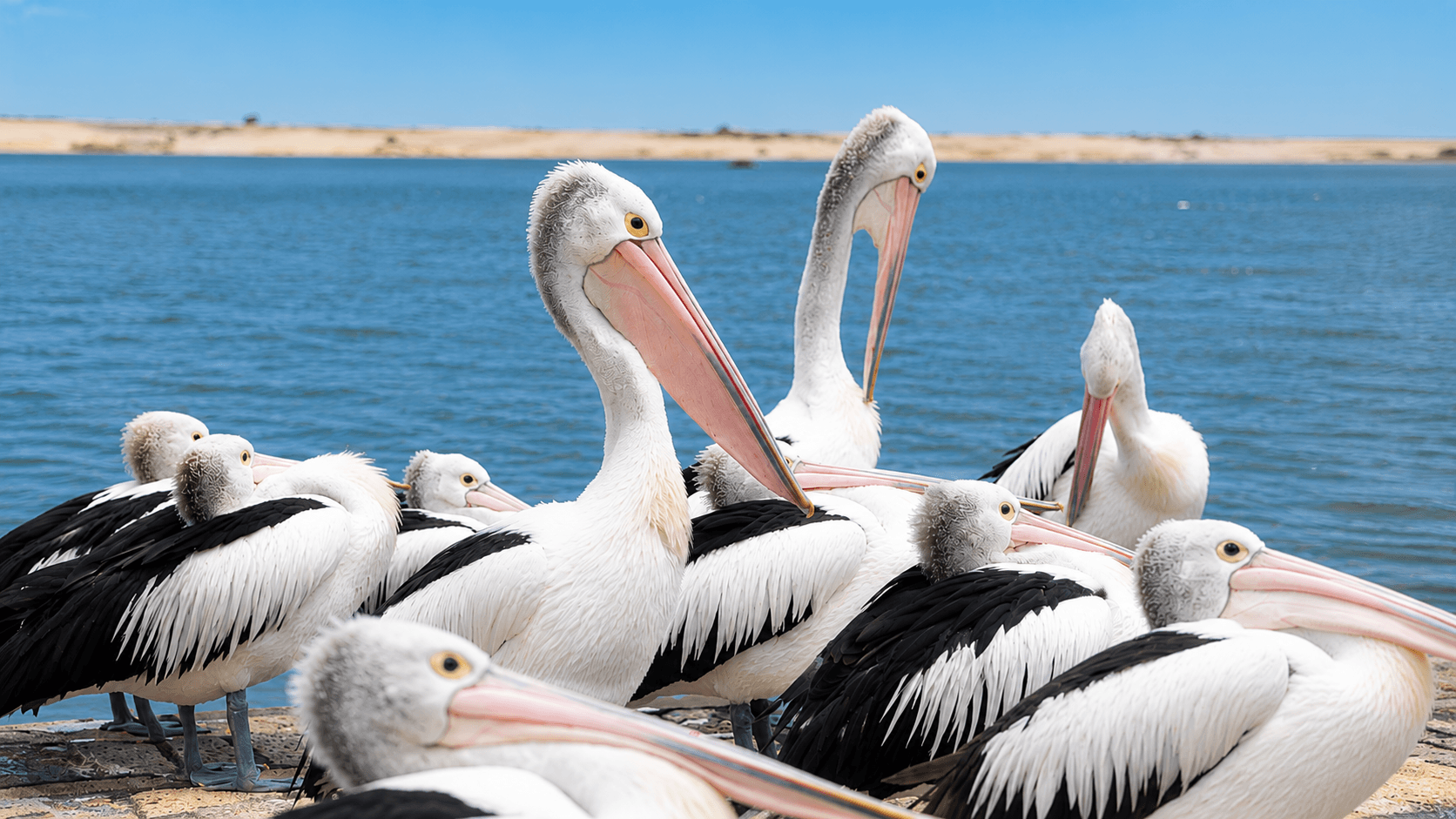 Pelican Time The Entrance